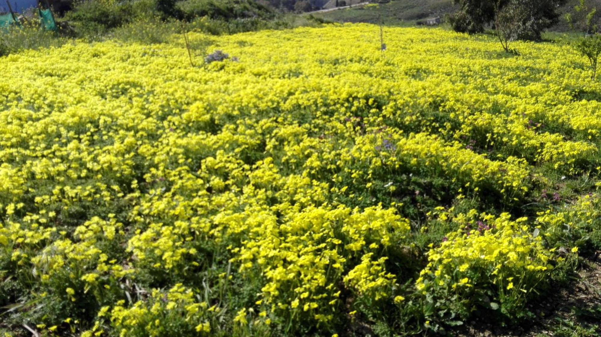 קלטפימי Helimos Bed&Breakfast Segesta Temple-Castellammare מראה חיצוני תמונה