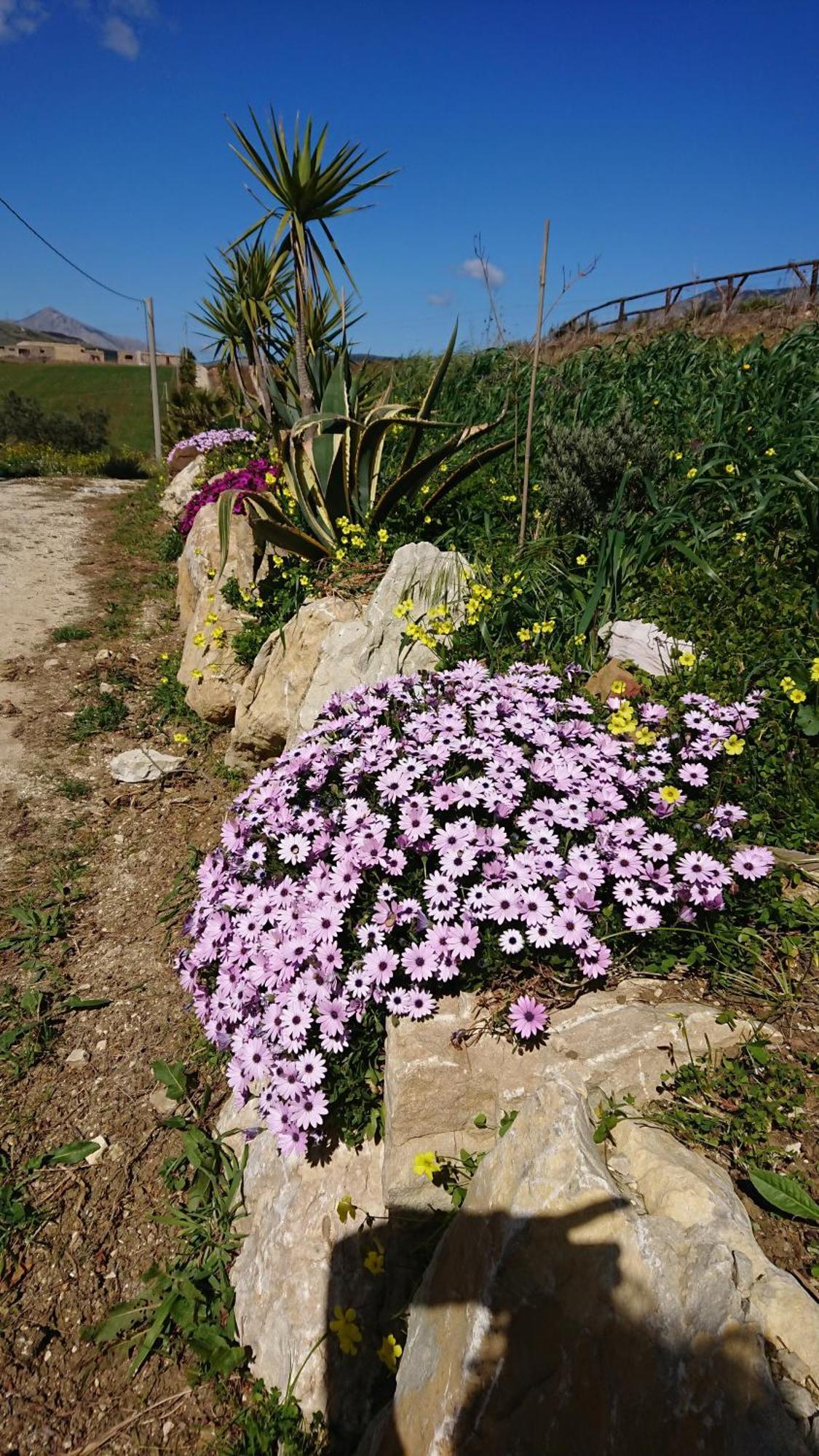 קלטפימי Helimos Bed&Breakfast Segesta Temple-Castellammare מראה חיצוני תמונה
